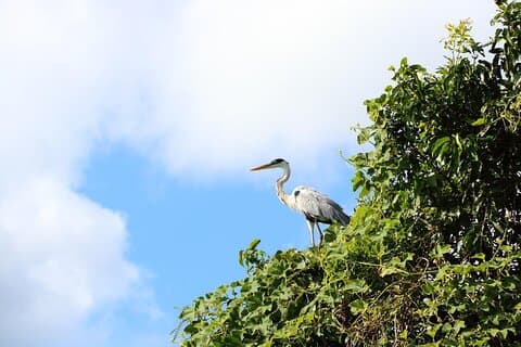 5-Day Iquitos Amazon Tour