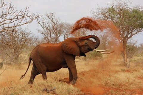 Privat rundtur: En hel dag Aquila Safari den stora 5 Game Drive