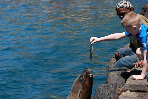 Pinguïns, Kaappunt en Tafelberg.