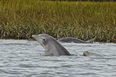 90 minuters Hilton Head Sunset Dolphin Cruise