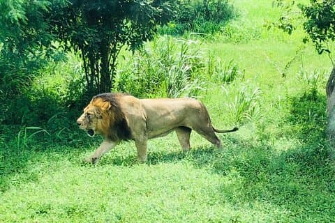 Day Tour To Ridiyagama Safari Park From Colombo