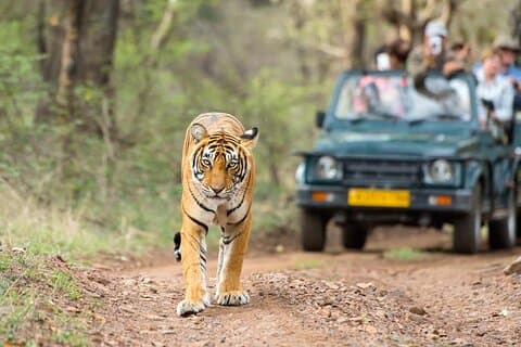 4 dager: Ranthambore og Jaipur tur fra Agra med Delhi Drop