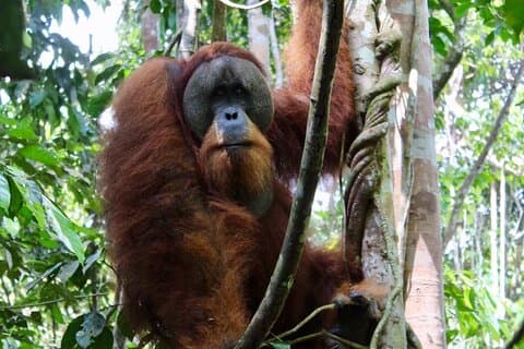 2 Days 1 Night in THE JUNGLE Mount Leuser ( See ORANGUTAN)
