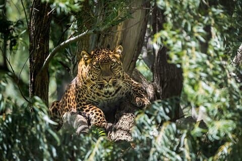 Private 02 Day Leopard Safari in Yala vanuit Bentota