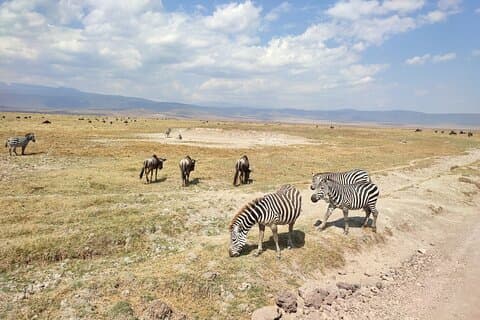 Safari's 4 dagen Serengeti, Ngorongoro & Tarangire