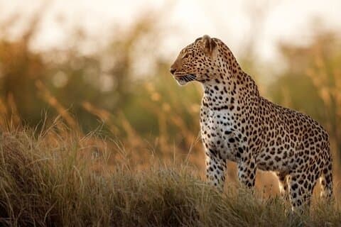 Tour privado de 7 días a los cinco grandes animales salvajes de Sri Lanka