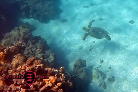 Tour en kayak con pontones y snorkeling opcional ilimitado