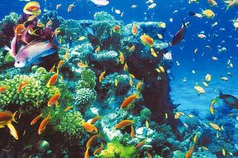 Blue Hole - Abu Galum -Blue Lagoon Snorkeling Trip From Dahab