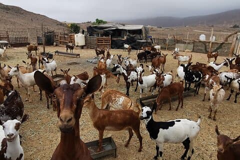 Full-Day Jabali Mountain Culture, Camel Ranch &Traditional Dinner