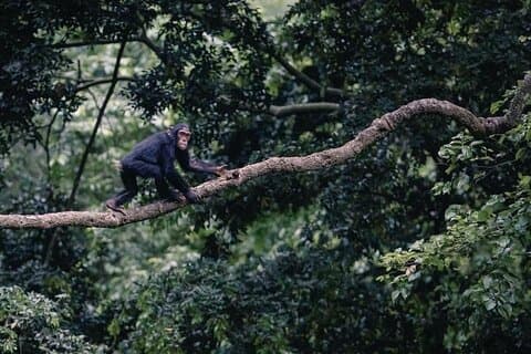 1 Tag Ngamba Island Schimpansentour
