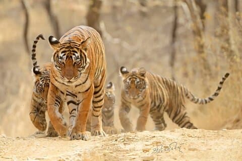 4 jours: Excursion à Jaipur, Ranthambore et Taj Mahal avec Delhi Drop