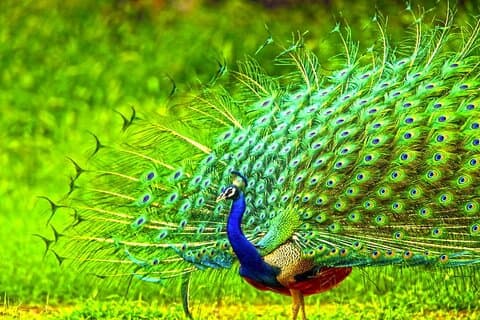 2 Day Tour To Sinharaja Rain Forest & Udawalawa From Galle
