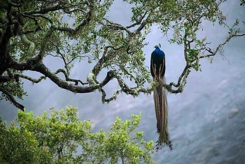 Private Day Trip To Sinharaja Rain Forest From Colombo