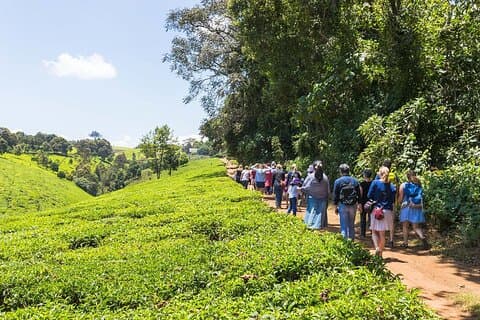 Excursión de un día a la granja de té Kiambethu