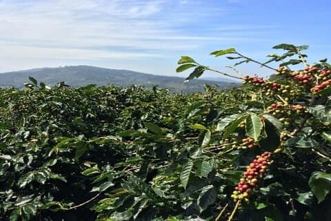 Erfahrung mit Kaffeetourismus und Bananenfarmen