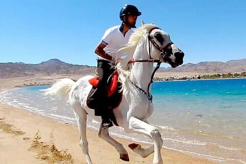 Horse Riding in Dahab