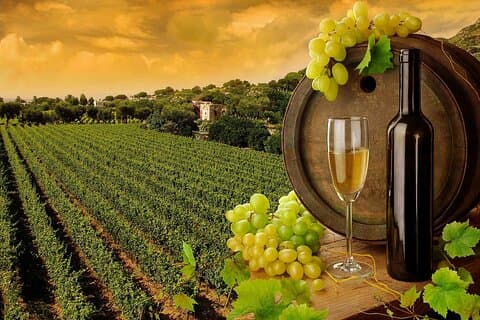 Wine Cheese and EVO Oil Tastings in Tuscany Full-Day from Rome