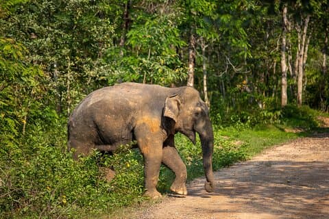 2-tägige private Tour: Kui Buri Wildlife Safari & Sam Roi Yod National Park