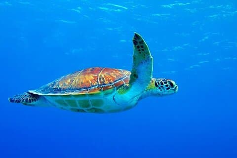 Snorkeling de 5 horas, natação com golfinhos e aquário de tartarugas marinhas