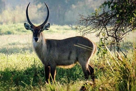 4 dage på Mount Meru og Arusha National Park