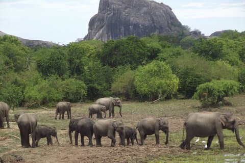 Big Animals and Birds Safari from Hambantota Port