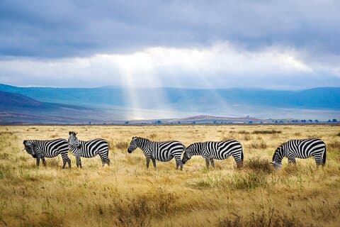 Safari condiviso o privato di 3 giorni in Tanzania