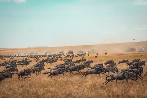 3-dages gruppesafaritur til Masai Mara fra Nairobi.