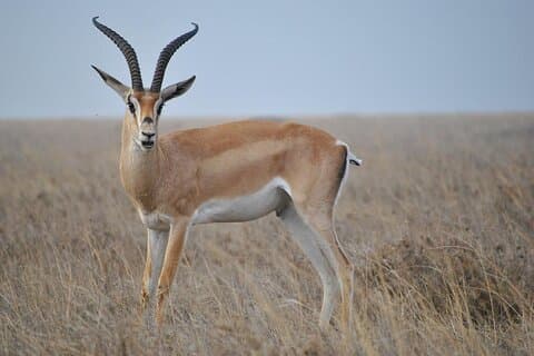 6 Days Tanzania Northern Circuit Safari