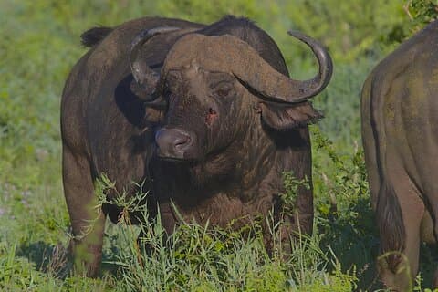 Safari asequible de 4 días en Tanzania ft Serengeti de dos noches