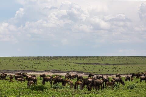 6 Dagen Kenia Tanzania Gecombineerde mid-range Safari