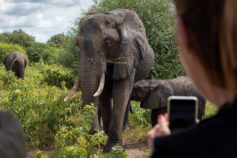Safari Game Drive e Rhino Walk no Parque Nacional Mosi-oa-Tunya
