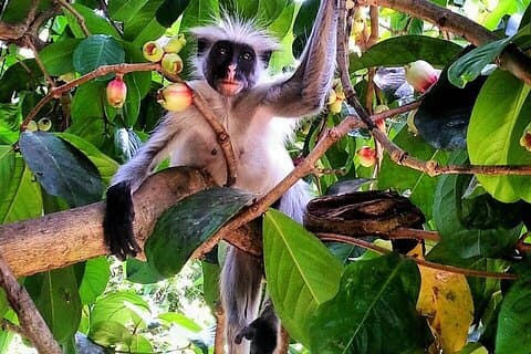 ジョザニの森;クザ洞窟;パジェビーチ;ザ・ロック;サラーム洞窟ツアー