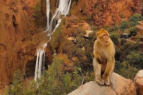 Marrakech: Ouzoud Waterfalls Day-Trip