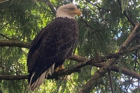 OVER THE TOP TOURS wildlife adventures beyond expectations