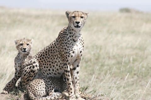6 Days Kenya Tanzania Combined Safari - Luxury Lodges