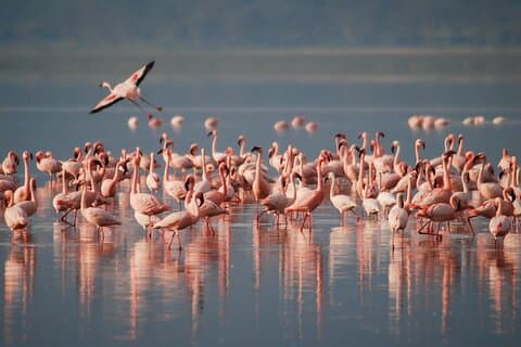 5 dages safari i det nordlige Tanzania
