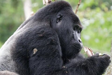 Safari de vida selvagem no Parque Nacional Impenetrável de Bwindi de 4 dias