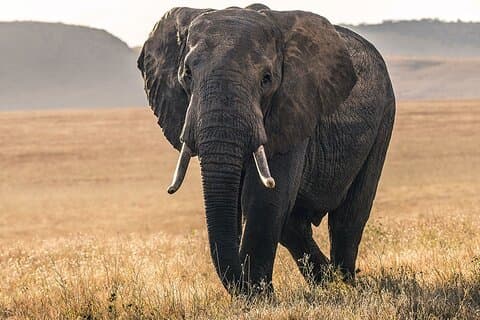 Safari de 5 jours sur le circuit nord de la Tanzanie