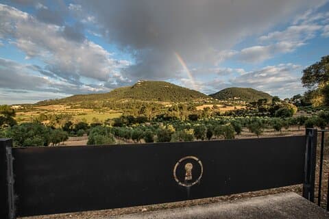 Tour to olive grove and olive mill, oil tasting and snack