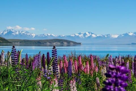 Christchurch nach Mt Cook über Lake Tekapo One Way Small Group Tour