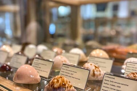 Besøk Shell Museum Cavtat