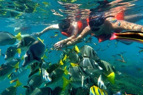 Halve dag snorkelervaring en feestcatamaran in Los Cabos! + Rondreis