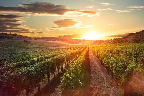 Weintour bei Sonnenuntergang