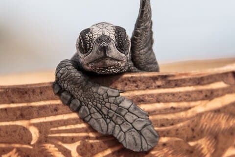 Los Cabos Sunset Turtle udgivelse bevaringsoplevelse