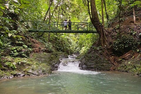 Escursione guidata nella foresta pluviale mistica di Ebano in Costa Rica