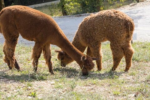 Visita Privada aos Animais da Aldeia Encantada em Spoleto