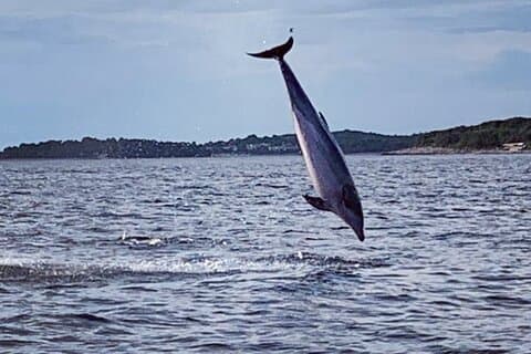 Dolphin Sunset Adventure with Speedboat