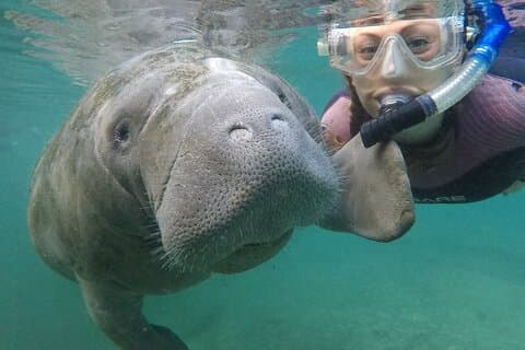 Snorkeltur for små Manatee med i-vann-guide og fotograf