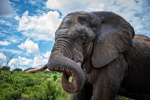 Chobe Full Day Trip