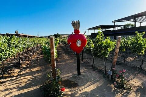Ganztagestour auf der Weinstraße, Valle de Guadalupe